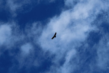 Cóndor volando en Mirador de Cóndores. Cajon del Maipo, RM, Chile.