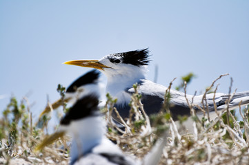 Crested Tern portrait