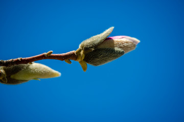 Magnolia flowering time, close-up photography 
