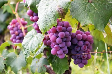 lovely grapes