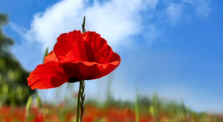 Close-up of a large and bright red poppy flower in a green field against blue sky
