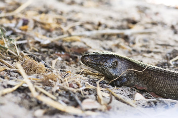 King Skink on sand