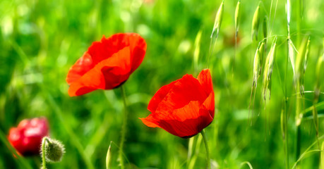 Close-up of a large and bright red poppy flower in a green field in summer sunlight