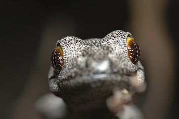 Close up of Soft Spiny-tailed Gecko