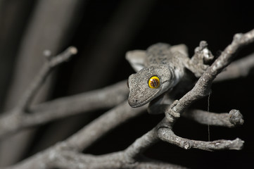 Soft Spiny-tailed Gecko on a tree