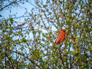 cardinal on a tree branch with small leaves in spring