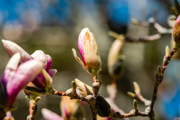 Magnolia flowering time, close-up photography 