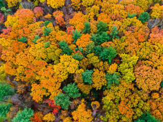 Fototapeta na wymiar Areal view of fall colors