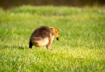 baby canada goose on grass
