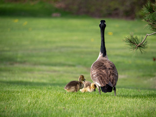 canada goose on the grass