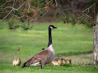 canada goose on the grass