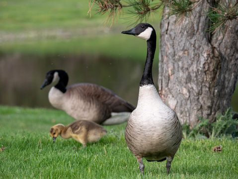 baby canadian goose on the grass with parants