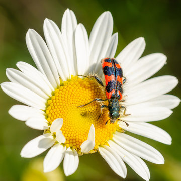 trichodes alvearius