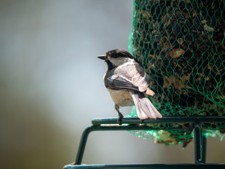 Chickadee on the bird feeder