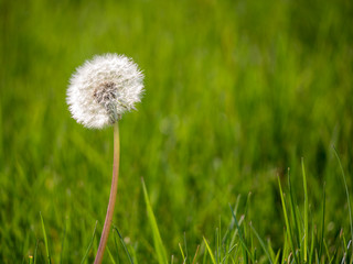 dandelion on green grass