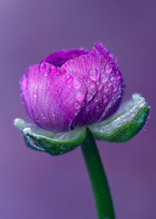 Purple Persian buttercup flower with water drops - 345819481