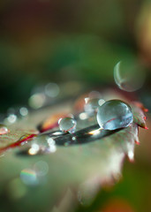 Water drops on green leaf - 345819608