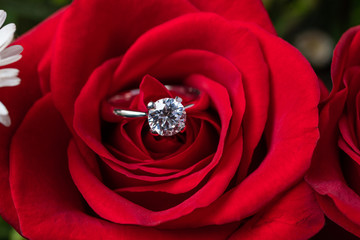 closeup of the diamond of an engagement ring inside a red rose