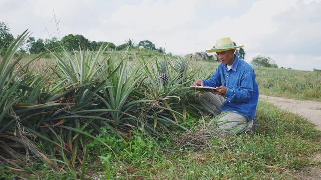 The farmer in pineapple fam, to looking data in tablet 