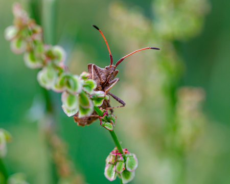 coreus marginatus
