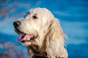 Golden retriever dog by the river side 