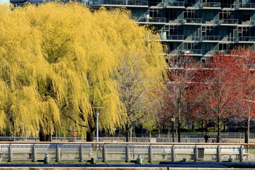 Wczesnowiosenne drzewa na tle budynku, NY