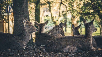 The Nara Deer 2