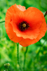 Obraz premium Fleur Coquelicot_4
