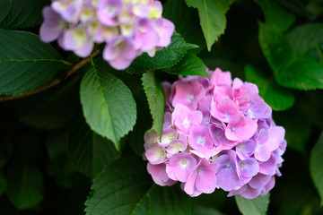日本の東京都王子の飛鳥山で咲く　紫陽花のピンク色の花