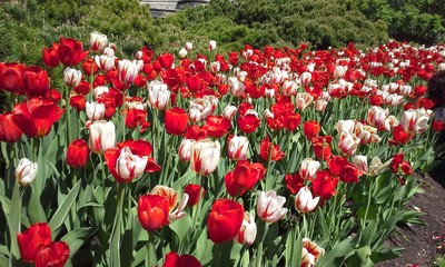 Ottawa Tulip Festival, Parliament House, Canada