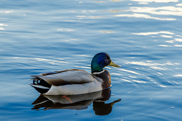 Wild duck swims in the blue water.