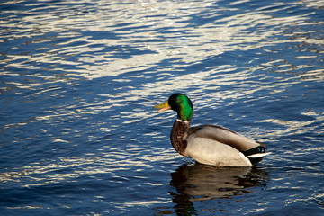 Wild duck swims in the blue water.