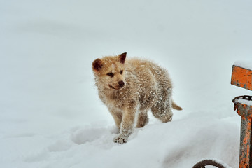 Cute greenlandic sled dog puppy covered in snow looking around