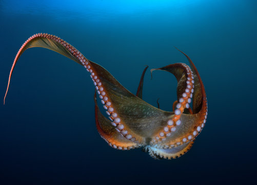 The Giant octopus Dofleini.