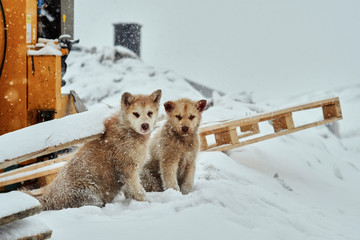 Two greenlandic sled dog puppies making up after a rough fight © Nikolaj