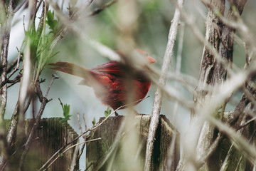Cardinal Closeup Blocked by Tree Branches