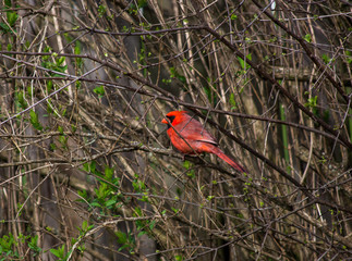 Cardinal on a Branch
