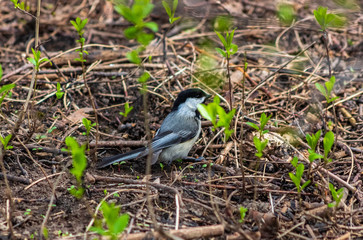 Nuthatch on the Ground