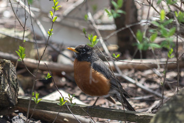 American Robin