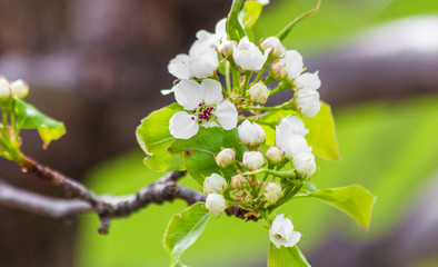 Blooming Flowers