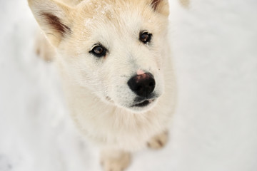 Beautiful close-up shot of white sled dog puppy