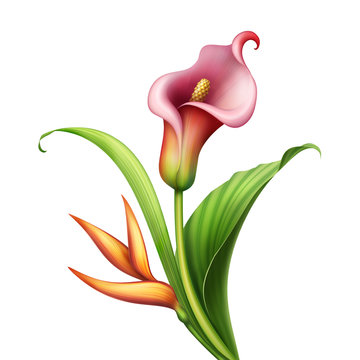 recommend clip art: digital botanical illustration, floral arrangement, pink calla lily flower, wild tropical green leaves, colorful bouquet isolated on white background