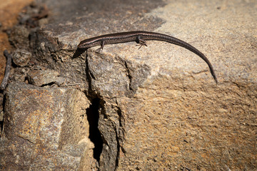 Obraz premium Lizard