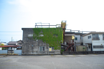 蔦のある建物