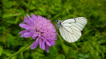 A beautiful white butterfly on a purple flower