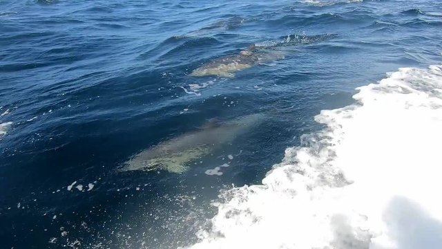 Dolphins Skimming Underwater Near Bruny Island Tasmania