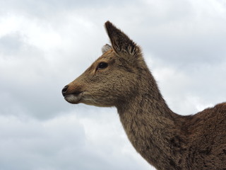 Venado japones