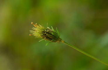 green spider on a green leaf