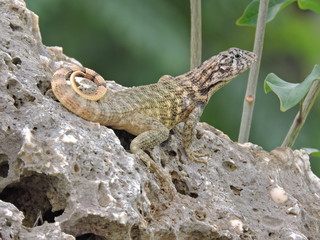 Morla descansa