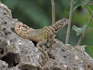 Morla descansa